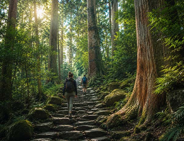 Kumano Kodo pilgrimage hike through cedar forest in Japan