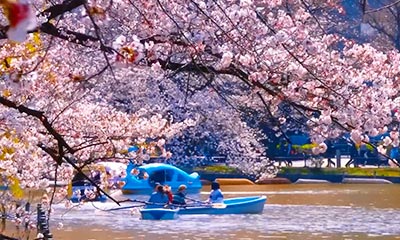 2026 Japan Sakura: 13 Best Spots