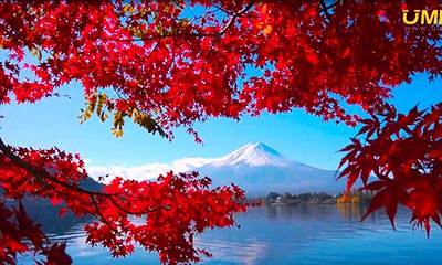 2026 Japan Red Maple Season Guide