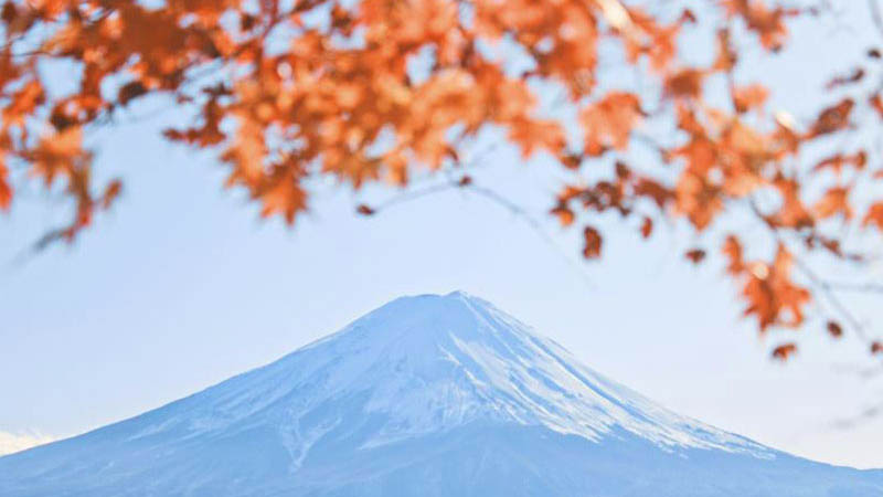 Mt. Fuji - Lake Kawaguchi, Momiji Corridor, and Autumn Views