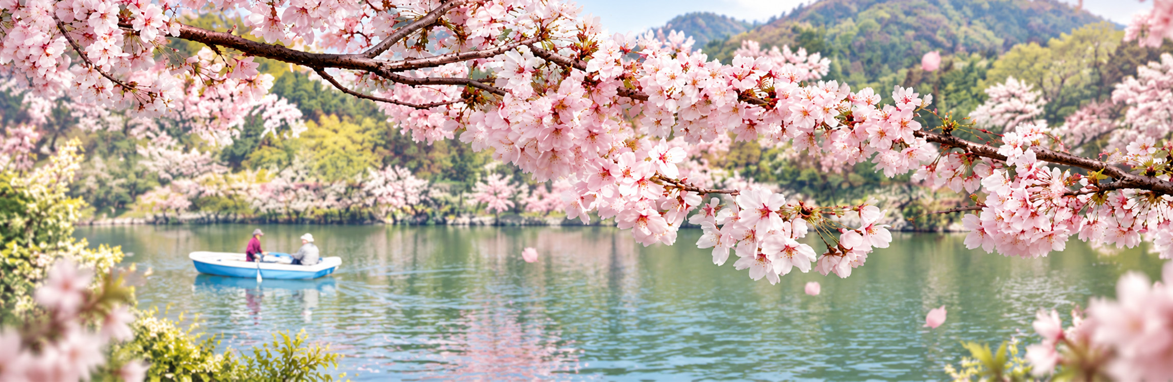 Japan Cherry Blossom Sakura Tours - Authentic Japanese Wagasa Umbrella and Cherry Blossom Canopy in Kyoto