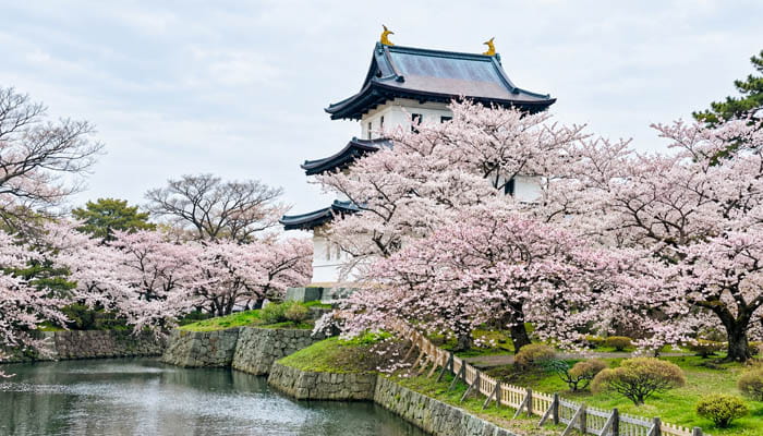 Fukuoka - Maizuru Park Castle Ruins and Park Sakura