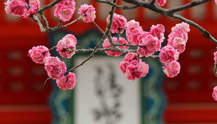 Kyoto - Philosopher’s Path, Temples, and Riverside Sakura