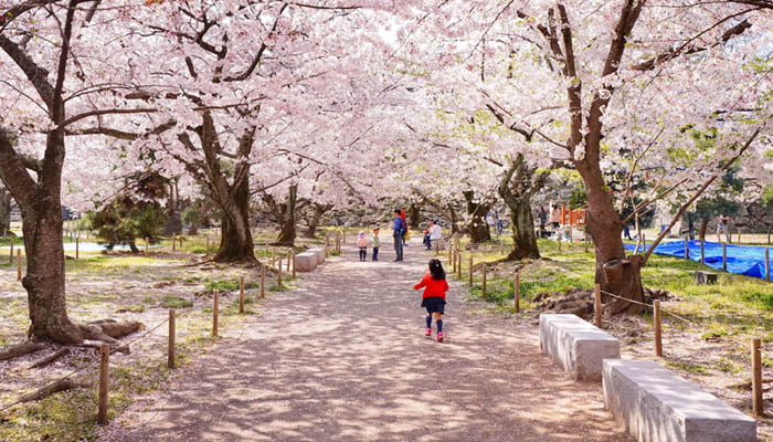 Sapporo - Maruyama Park and Hokkaido Shrine Cherry Blossoms