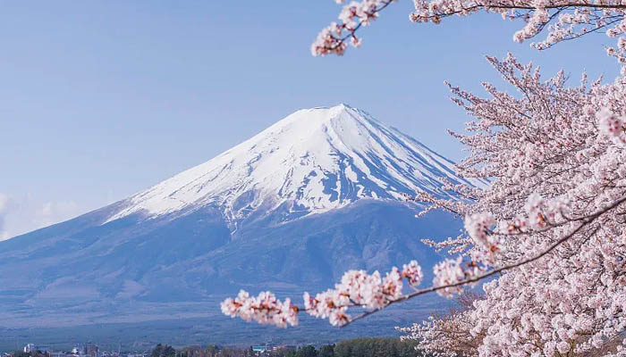 Mt. Fuji - Lake Kawaguchi and Lakeside Sakura Views