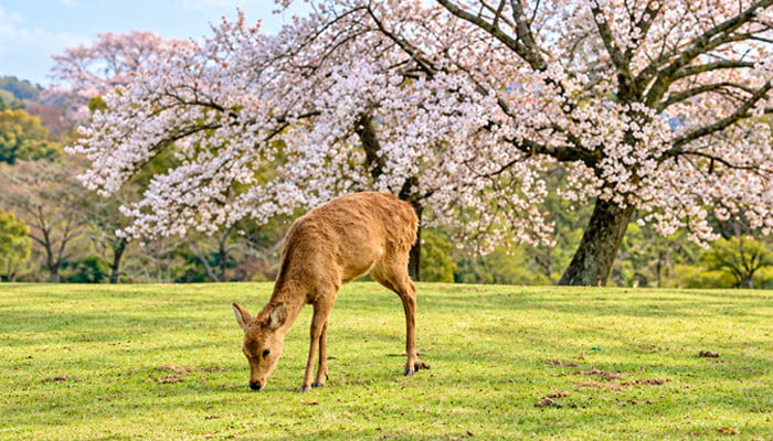 Nara - Free-roaming Deer and Ancient Temple Sakura