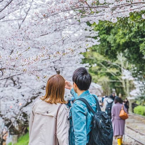 Honeymoon Couples - Romantic couple walking under soft cherry blossoms along traditional Kyoto canal