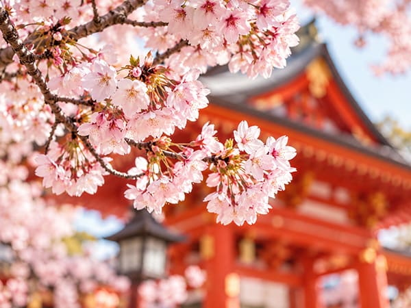 Best 2-Week Cherry Blossom Itineraries