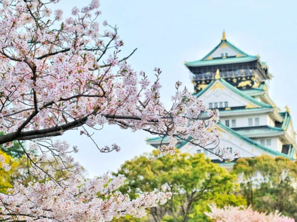 Japan Cherry Blossom Season Guide