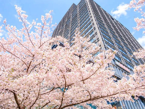 Cherry Blossom Hotel Booking Guide