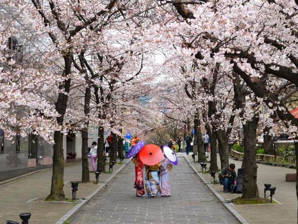 How to Plan a Cherry Blossom Tour
