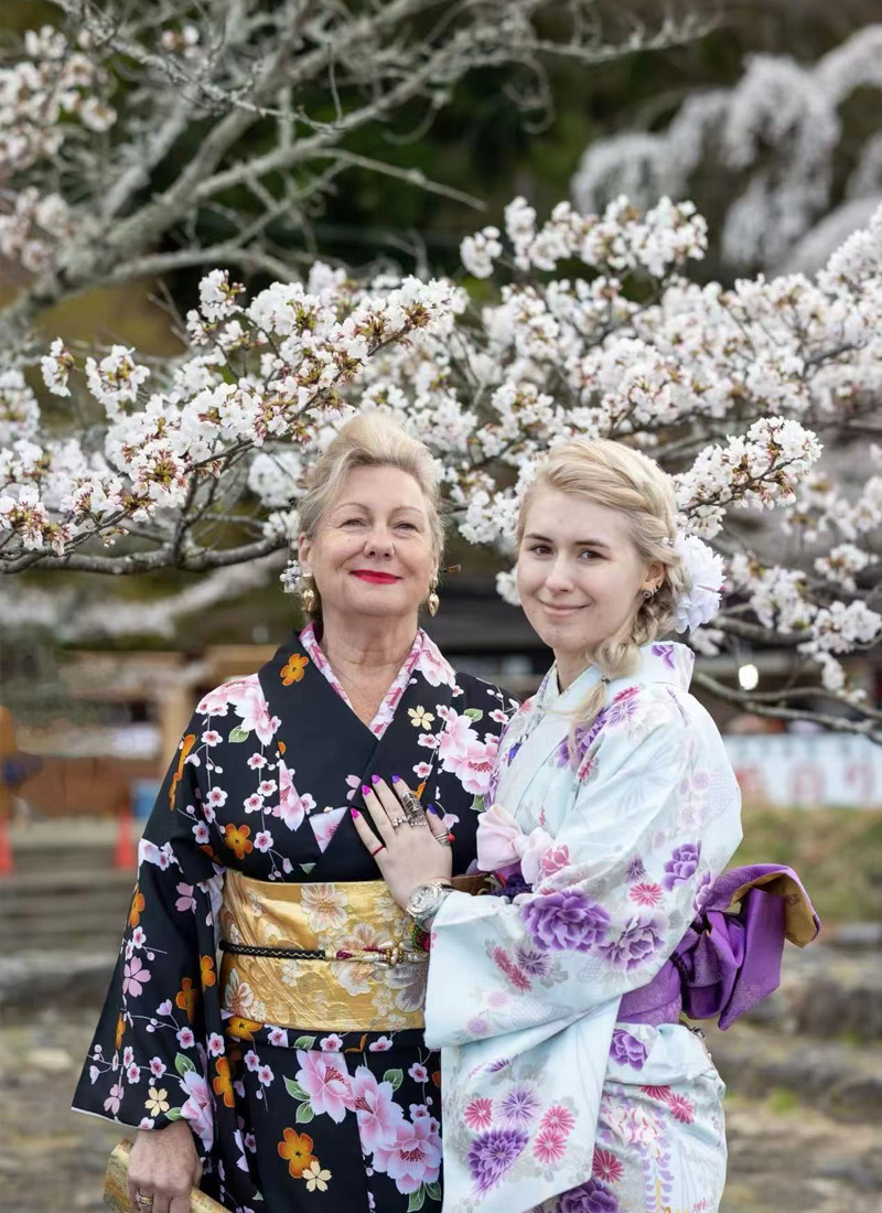 Spring in Japan - Cherry blossoms in full bloom