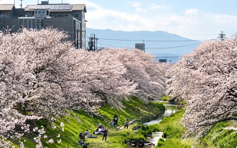Japan Cherry Blossom Trips with Kids: 2027 Family Guide