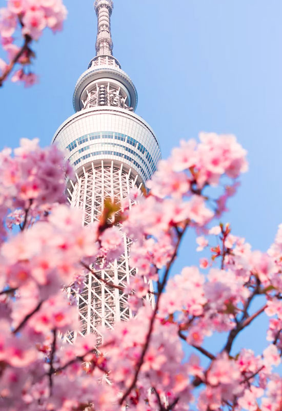 Spring Japan Tours