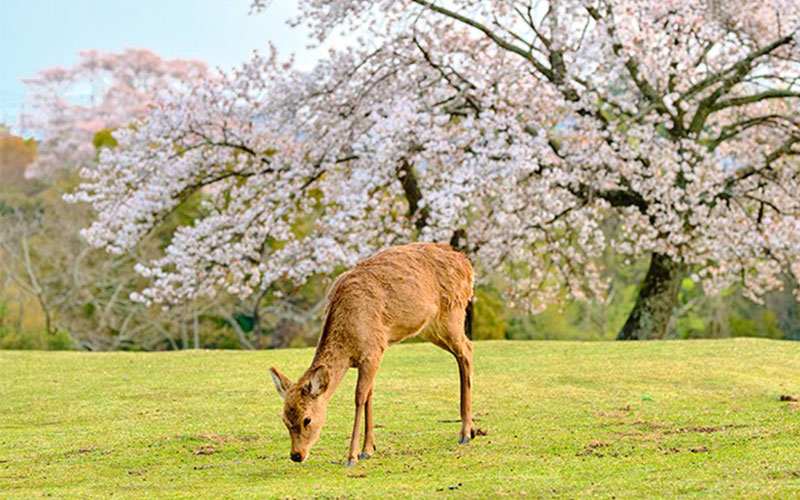 Nara deer park