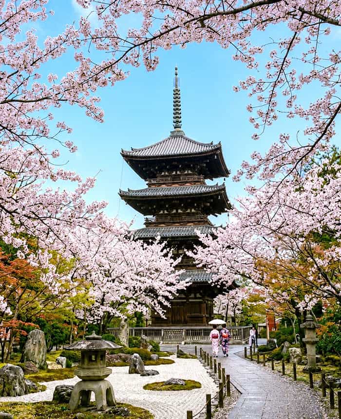 Spring in Japan - Cherry blossoms in full bloom