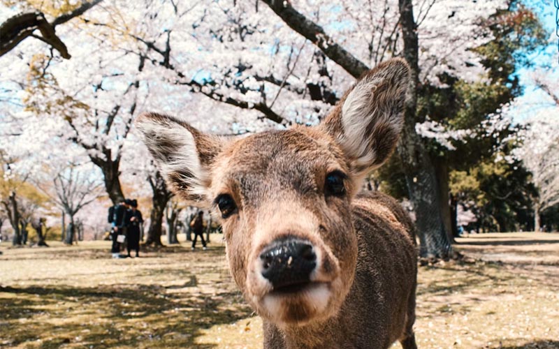 Nara - Peaceful Deer Park and Ancient Temples