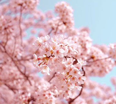 Spring Sakura