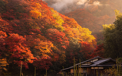 Admire Autumn Hues in Arashiyama