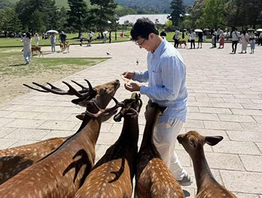 A friendly bowed deer in Nara ancient parklands