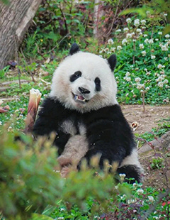 A lovely fuzzy giant panda eating bamboo